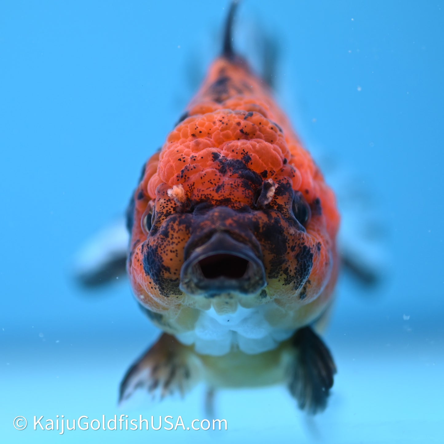 Shogun Godzilla Tiger Oranda 3.75in Body (240614_OR02) - Kaiju Goldfish USA