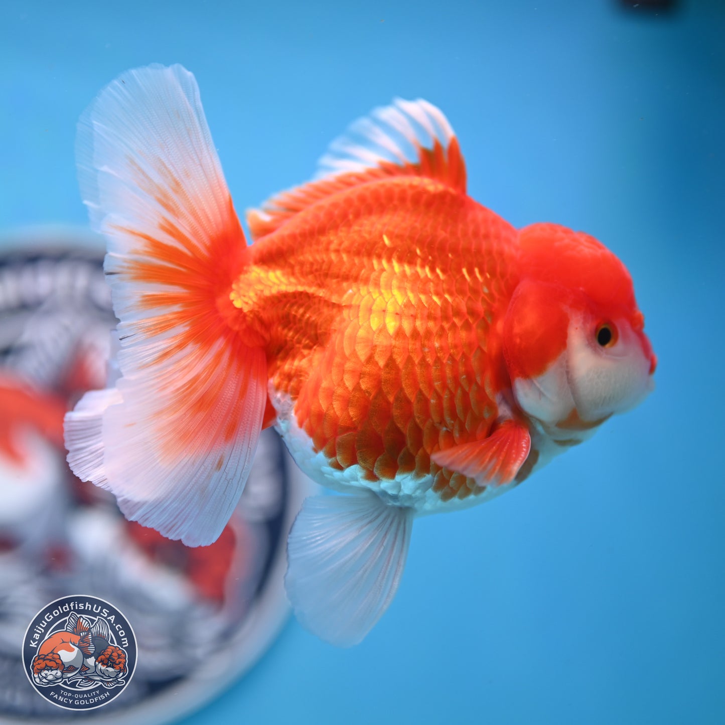 Shogun Red White Rose Tail Oranda 3.5 inches Body - Male (250328_OR02)