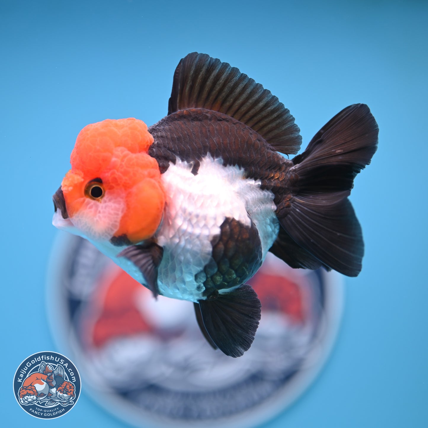 Tricolor Oranda 4 inches (241018_OR02) - Kaiju Goldfish USA
