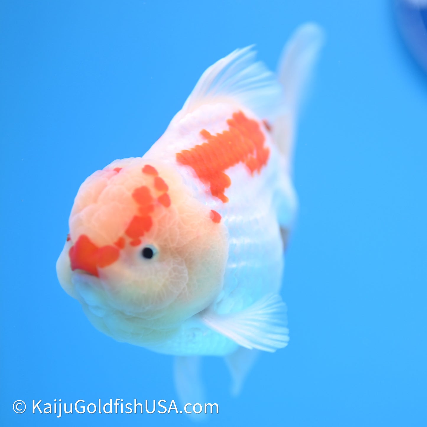 Chicken Face Red White Rose Tail Oranda 4in Body (240621_OR02) - Kaiju Goldfish USA