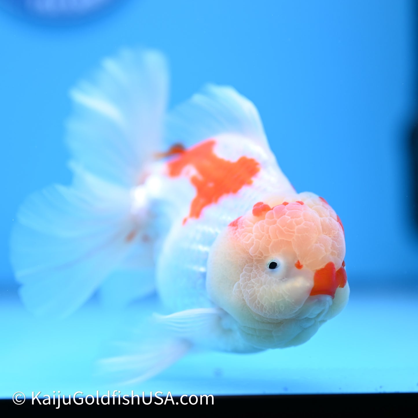 Chicken Face Red White Rose Tail Oranda 4in Body (240621_OR02) - Kaiju Goldfish USA