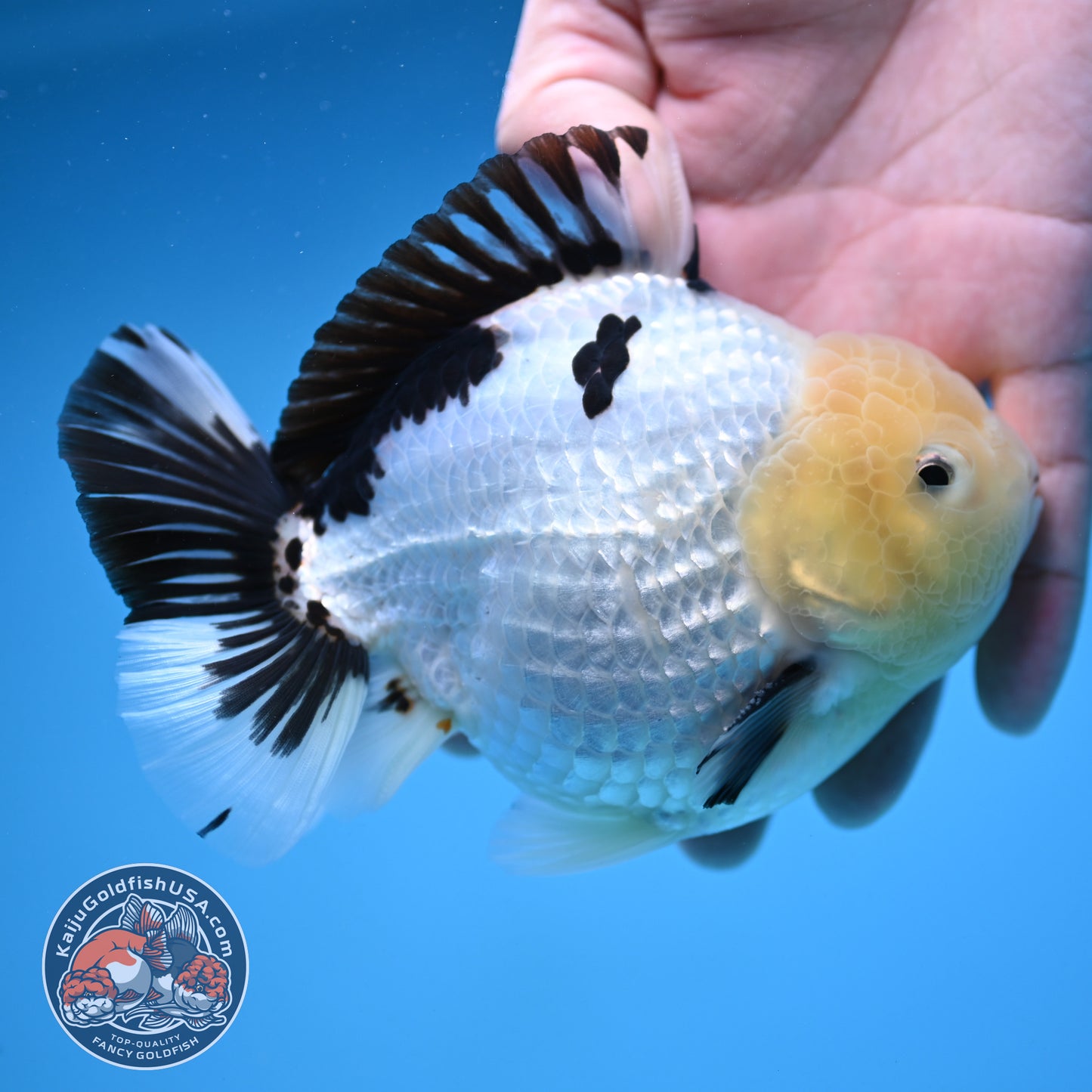 Panda Oranda 4.5 inch Body (250912_OR02)
