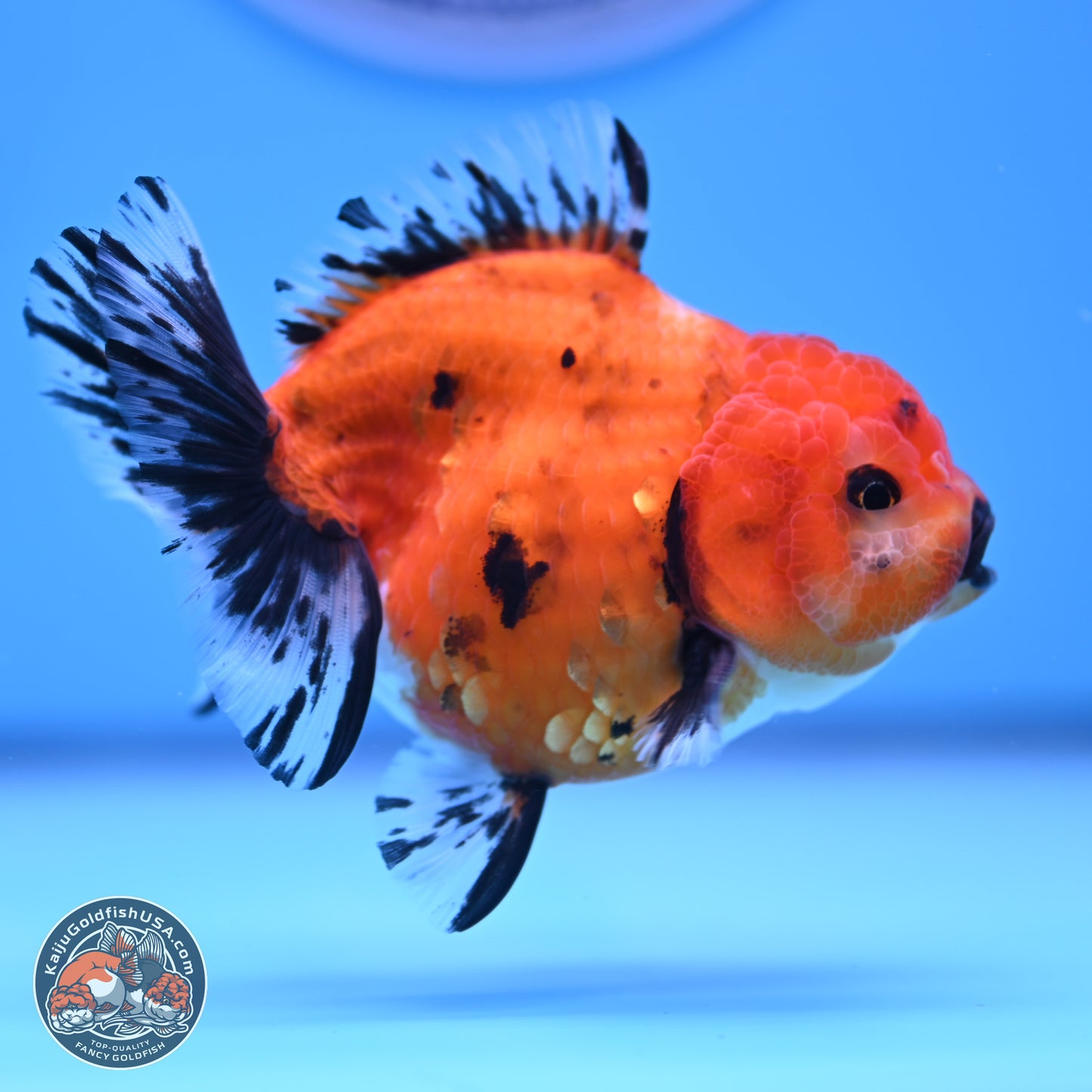 Shogun Tricolor Short Tail Oranda 3.5in Body (240816_OR02) - Kaiju Goldfish USA