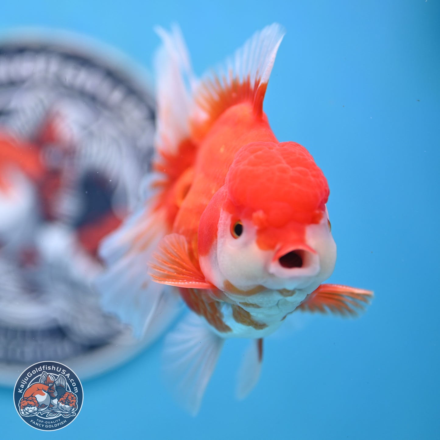 Shogun Red White Rose Tail Oranda 3.5 inches Body - Male (250328_OR02)