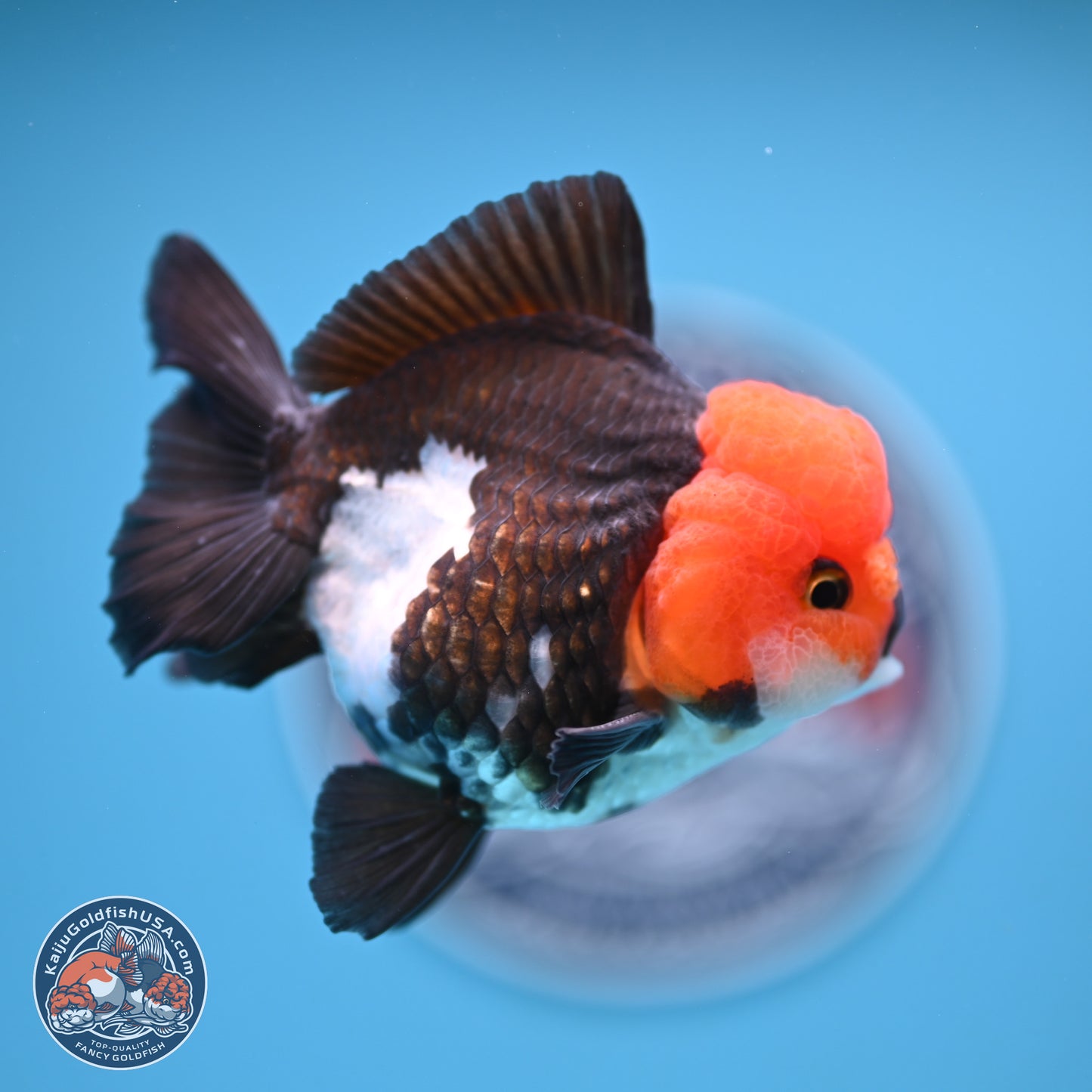Tricolor Oranda 4 inches (241018_OR02) - Kaiju Goldfish USA