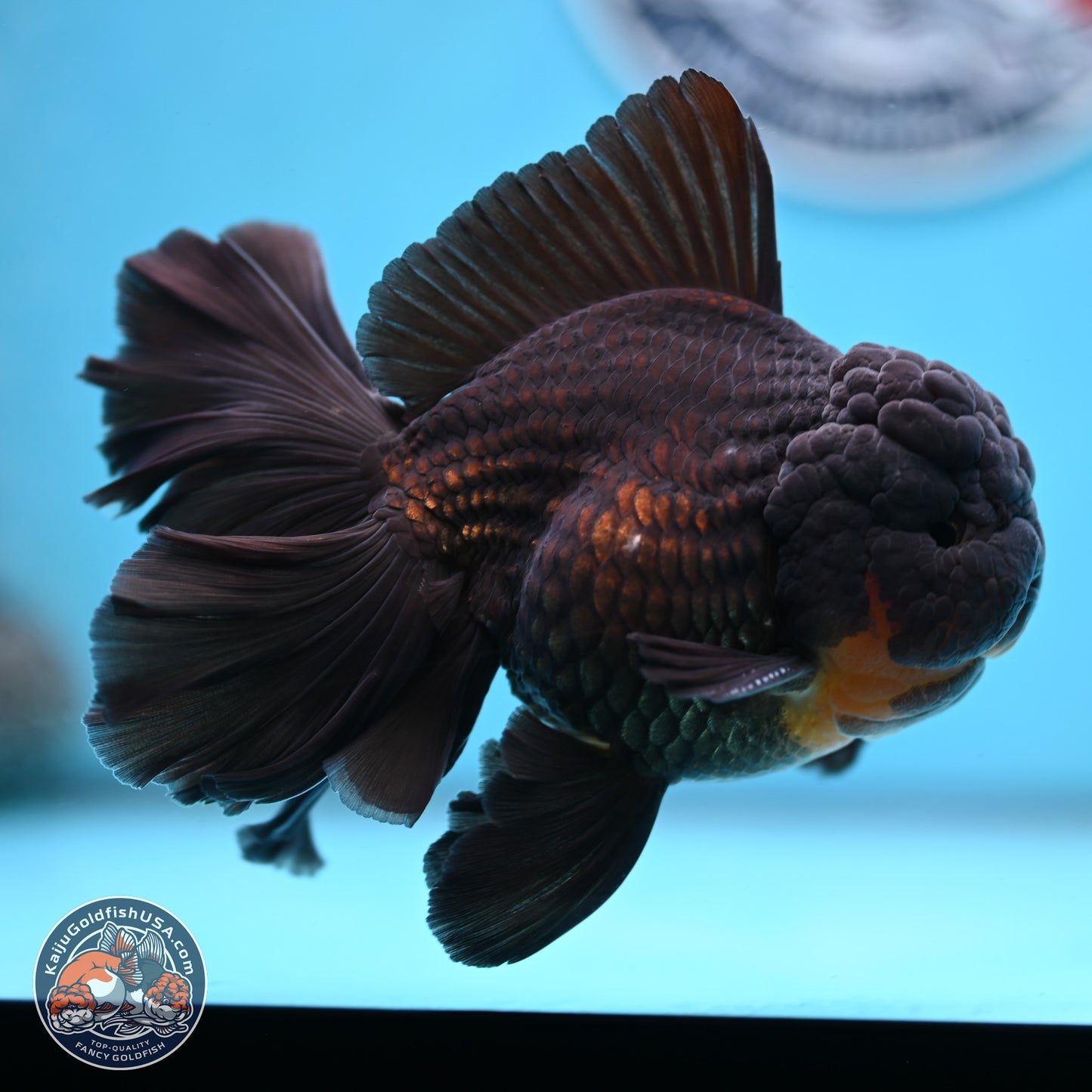 Black Orchid Tail Oranda 3.5 inches Body - Male (250228_OR02)