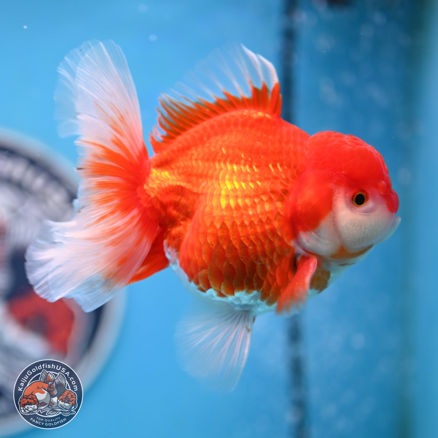 Shogun Red White Rose Tail Oranda 3.5 inches Body - Male (250328_OR02)