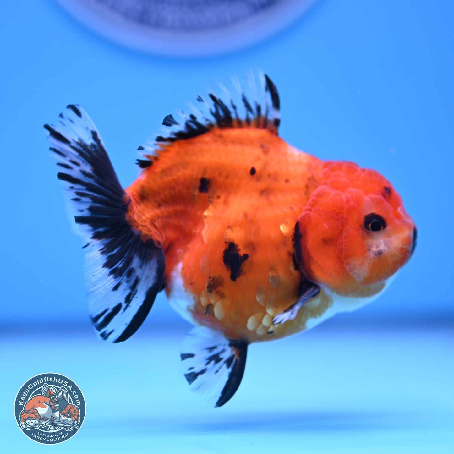 Shogun Tricolor Short Tail Oranda 3.5in Body (240816_OR02) - Kaiju Goldfish USA
