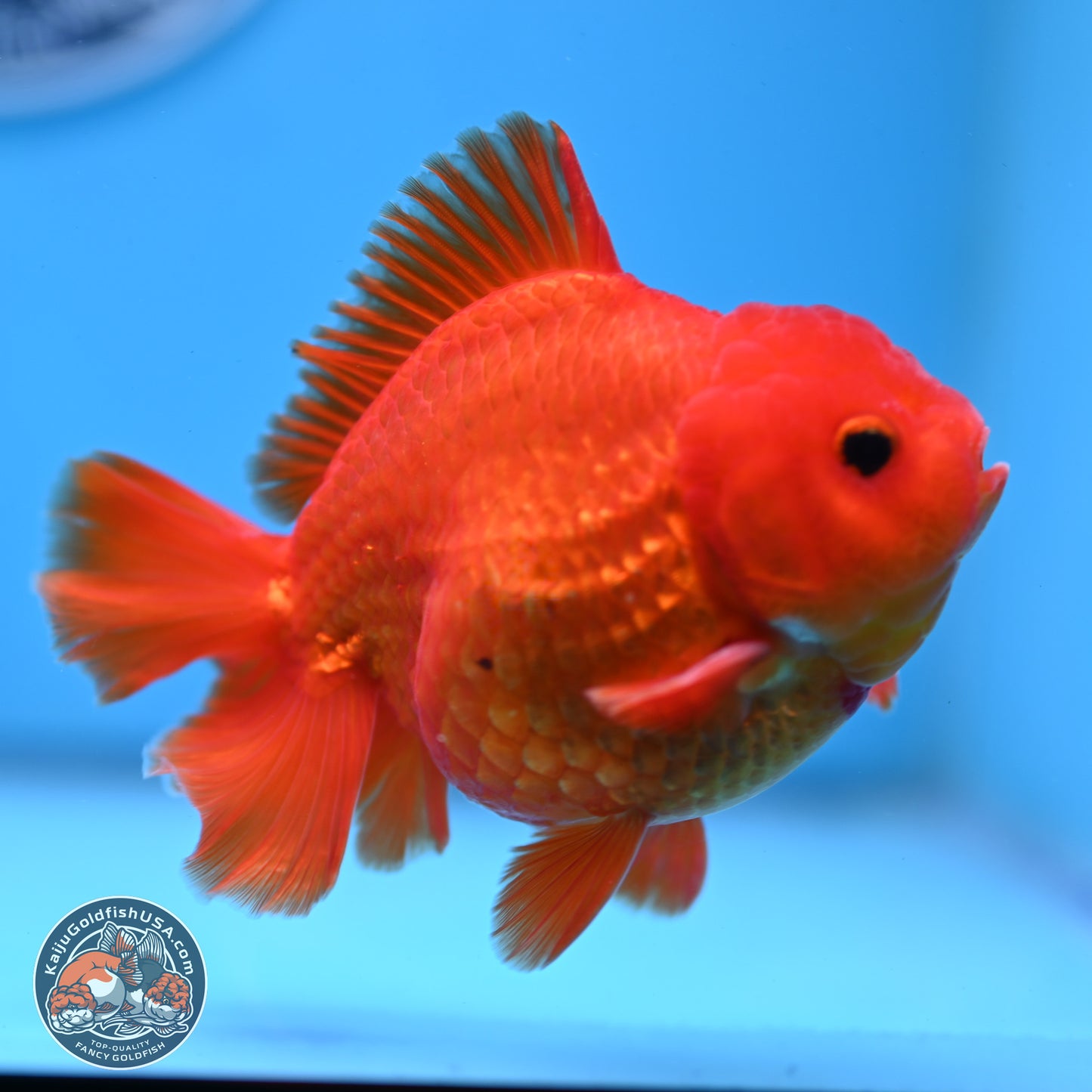 Classic Red YuanBao Oranda 4 inches Body - Male (250307_OR02)