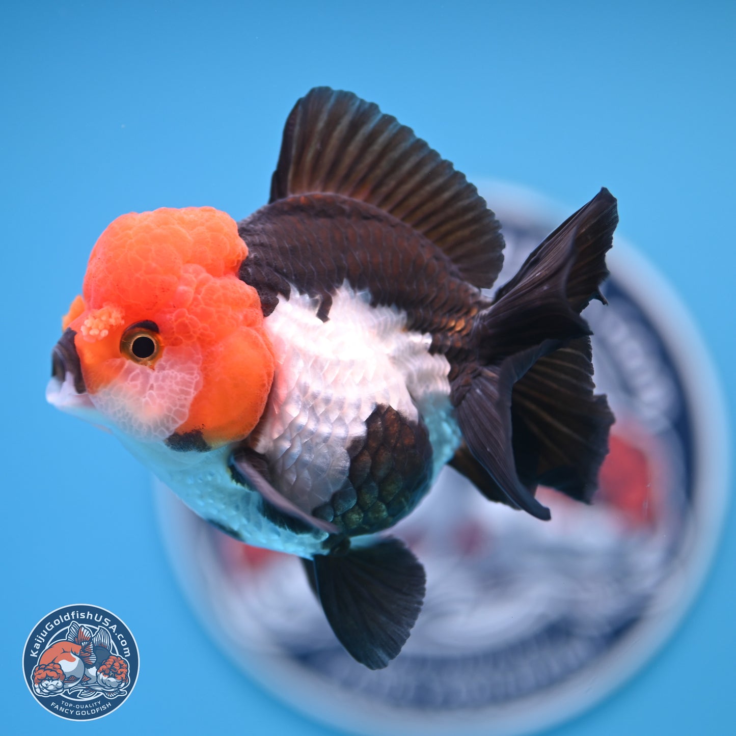 Tricolor Oranda 4 inches (241018_OR02) - Kaiju Goldfish USA