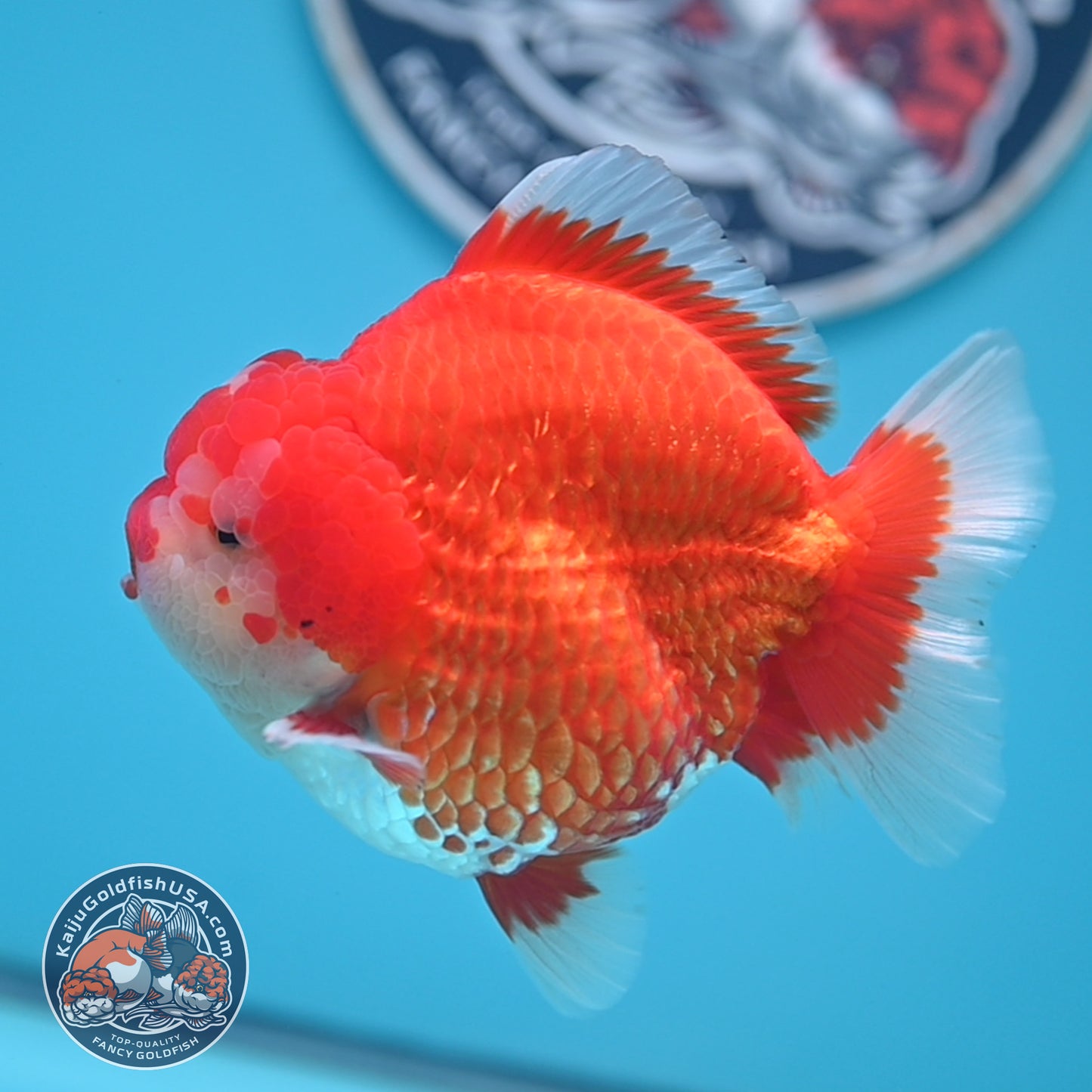 Red White Oranda 3.8 inches Body (250530_OR02)