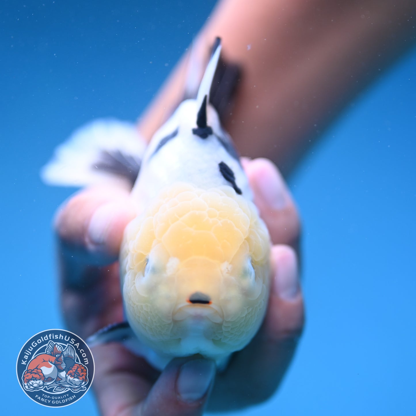 Panda Oranda 4.5 inch Body (250912_OR02)