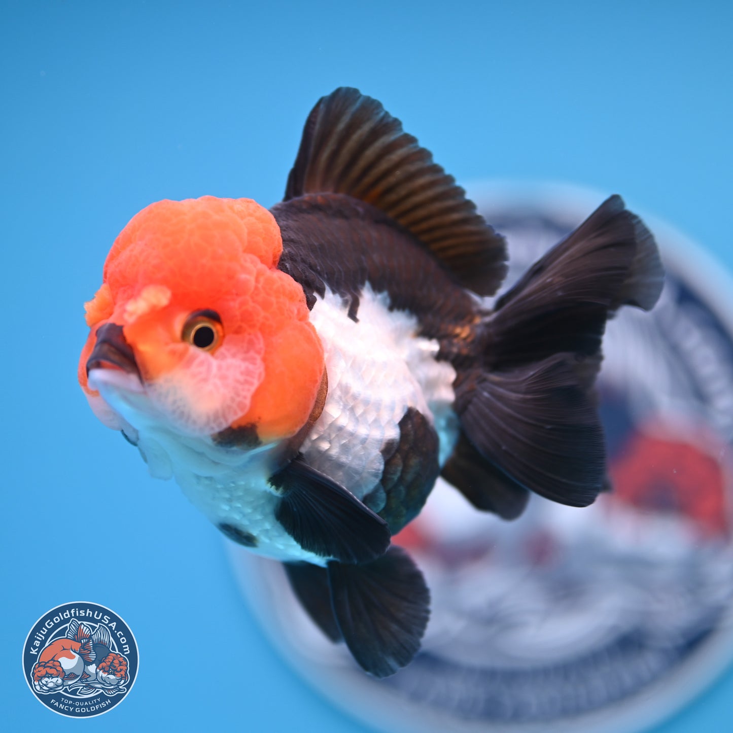 Tricolor Oranda 4 inches (241018_OR02) - Kaiju Goldfish USA