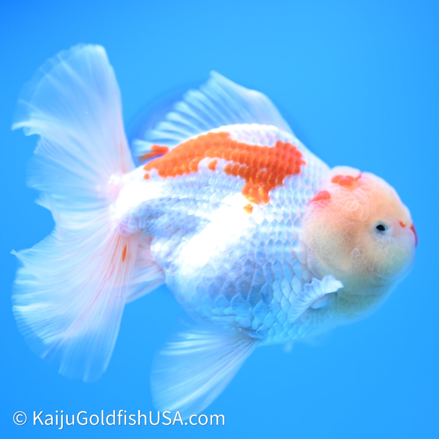 Chicken Face Red White Rose Tail Oranda 4in Body (240621_OR02) - Kaiju Goldfish USA