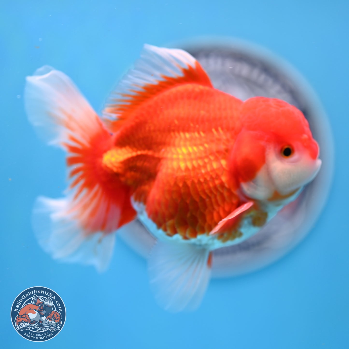 Shogun Red White Rose Tail Oranda 3.5 inches Body - Male (250328_OR02)
