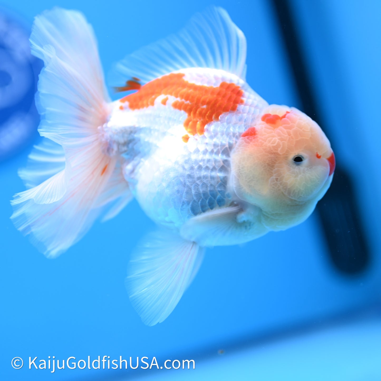 Chicken Face Red White Rose Tail Oranda 4in Body (240621_OR02) - Kaiju Goldfish USA