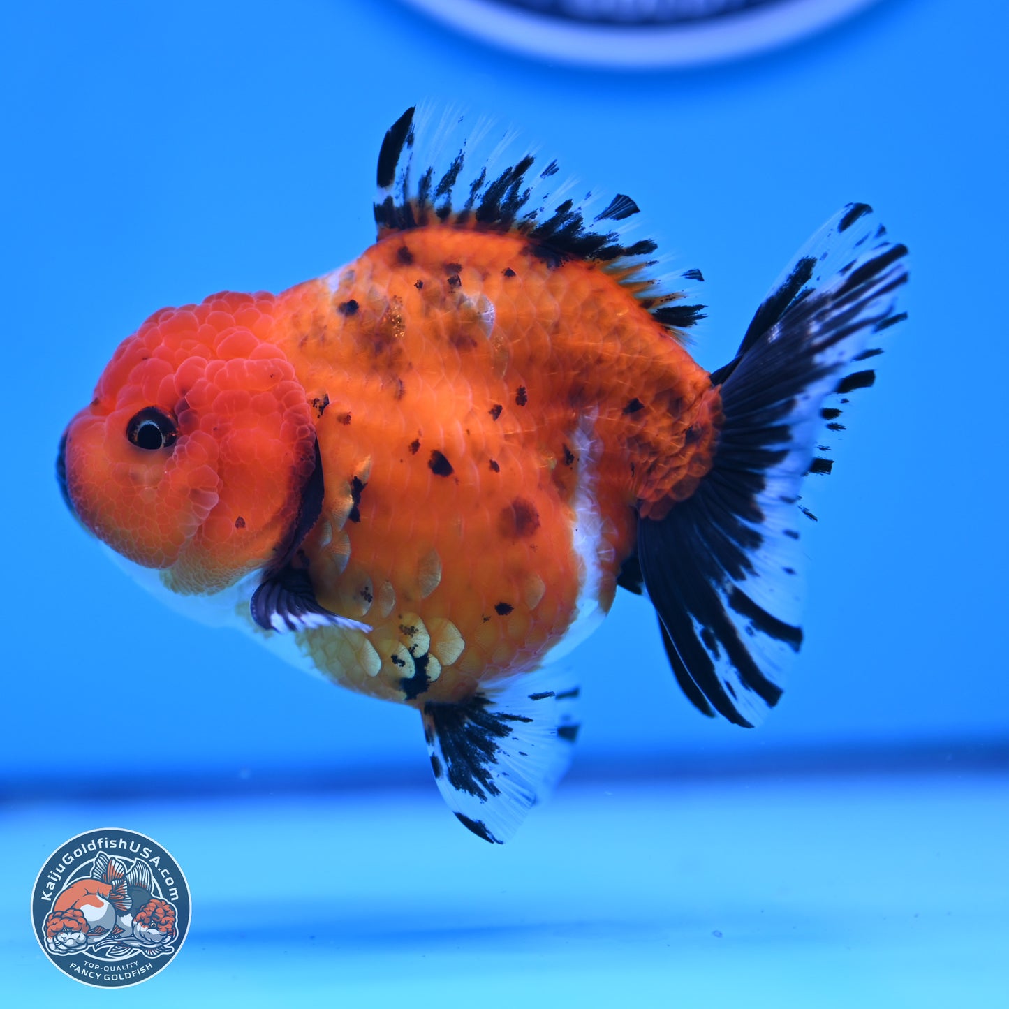 Shogun Tricolor Short Tail Oranda 3.5in Body (240816_OR02) - Kaiju Goldfish USA