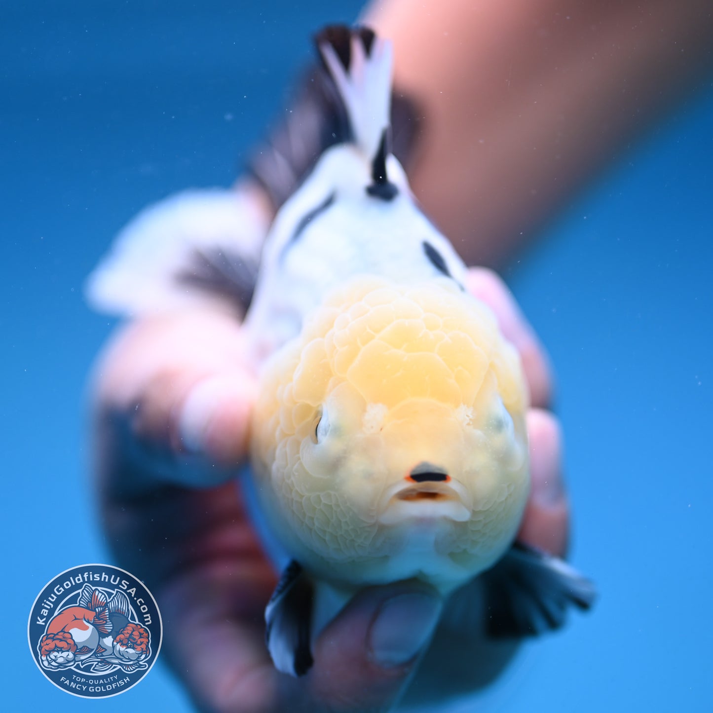 Panda Oranda 4.5 inch Body (250912_OR02)