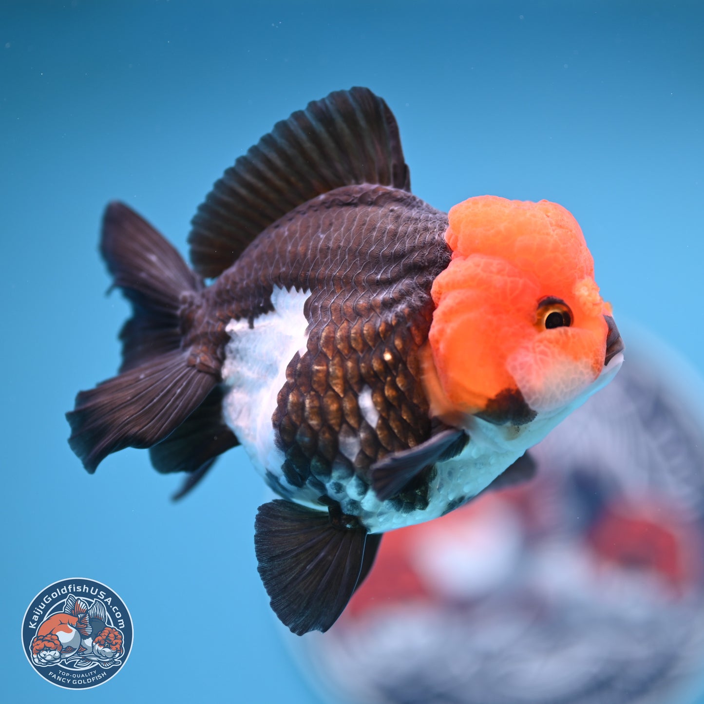 Tricolor Oranda 4 inches (241018_OR02) - Kaiju Goldfish USA