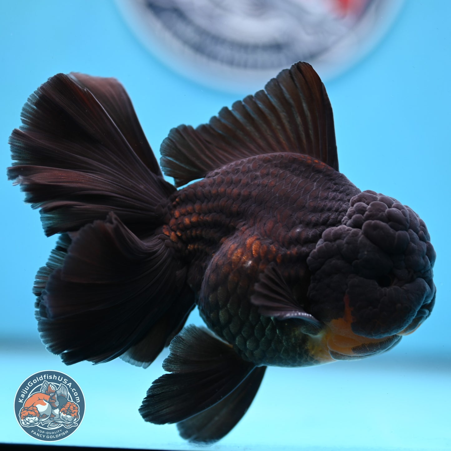 Black Orchid Tail Oranda 3.5 inches Body - Male (250228_OR02)