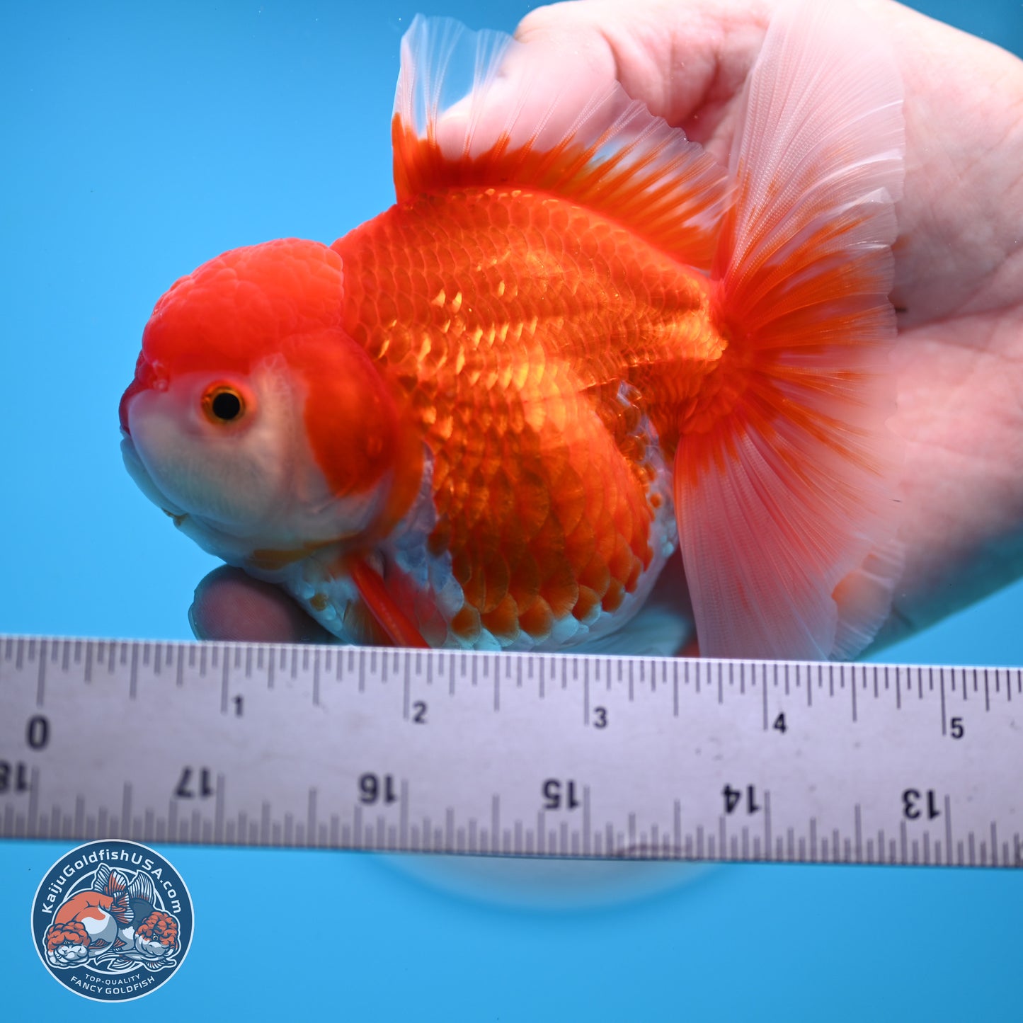 Shogun Red White Rose Tail Oranda 3.5 inches Body - Male (250328_OR02)