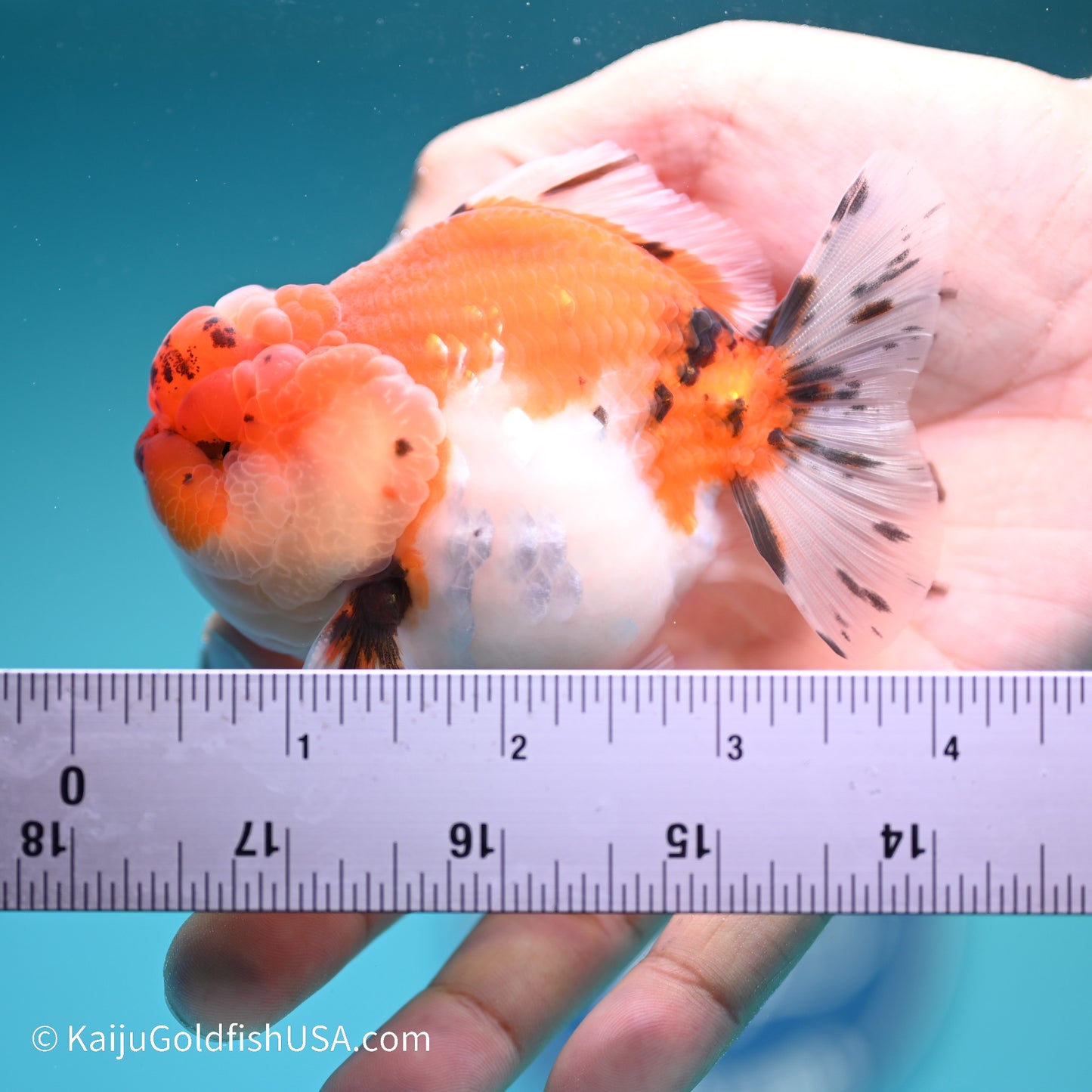 Tricolor Sakura YuanBao Oranda 3.5 inches (240517_OR02) - Kaiju Goldfish USA