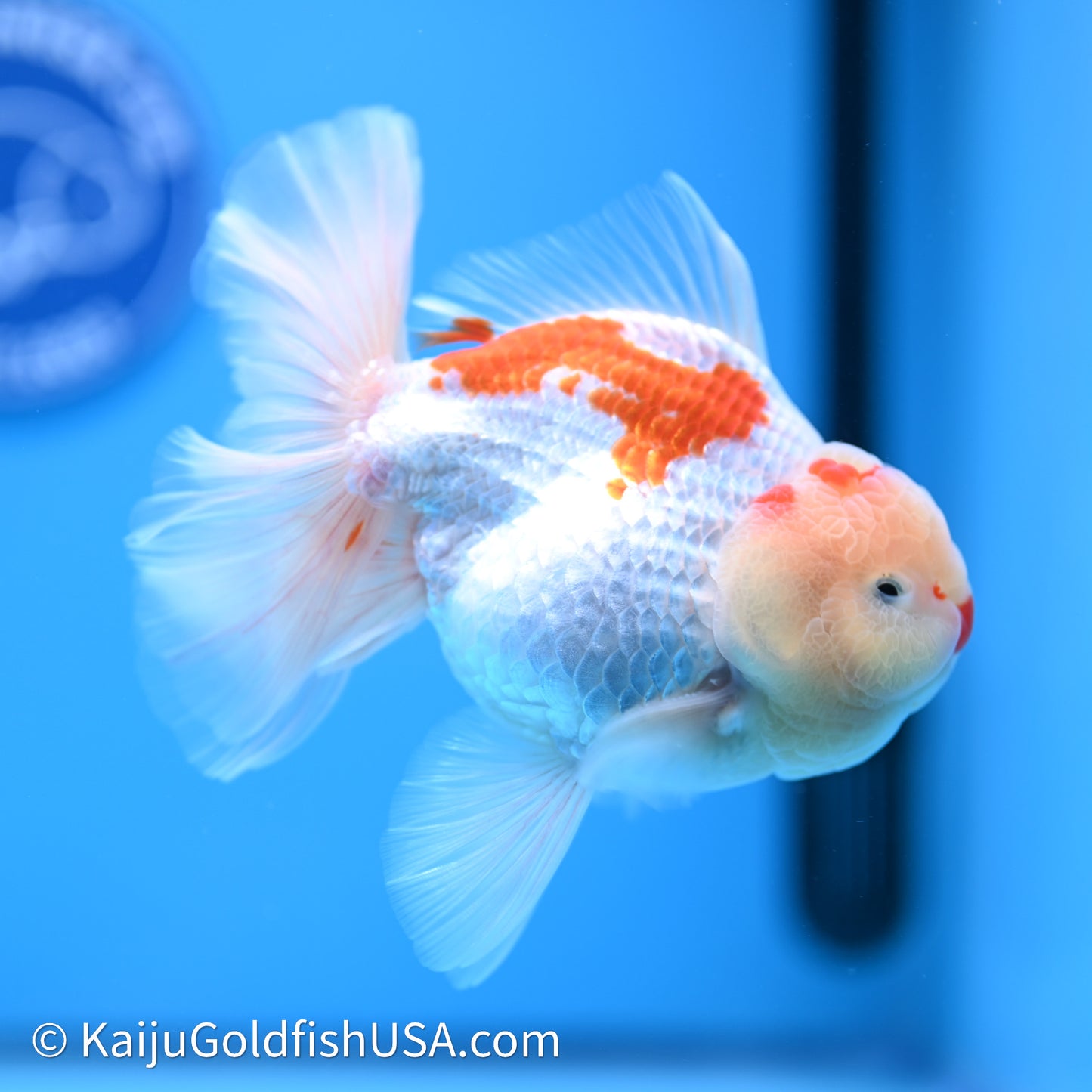 Chicken Face Red White Rose Tail Oranda 4in Body (240621_OR02) - Kaiju Goldfish USA