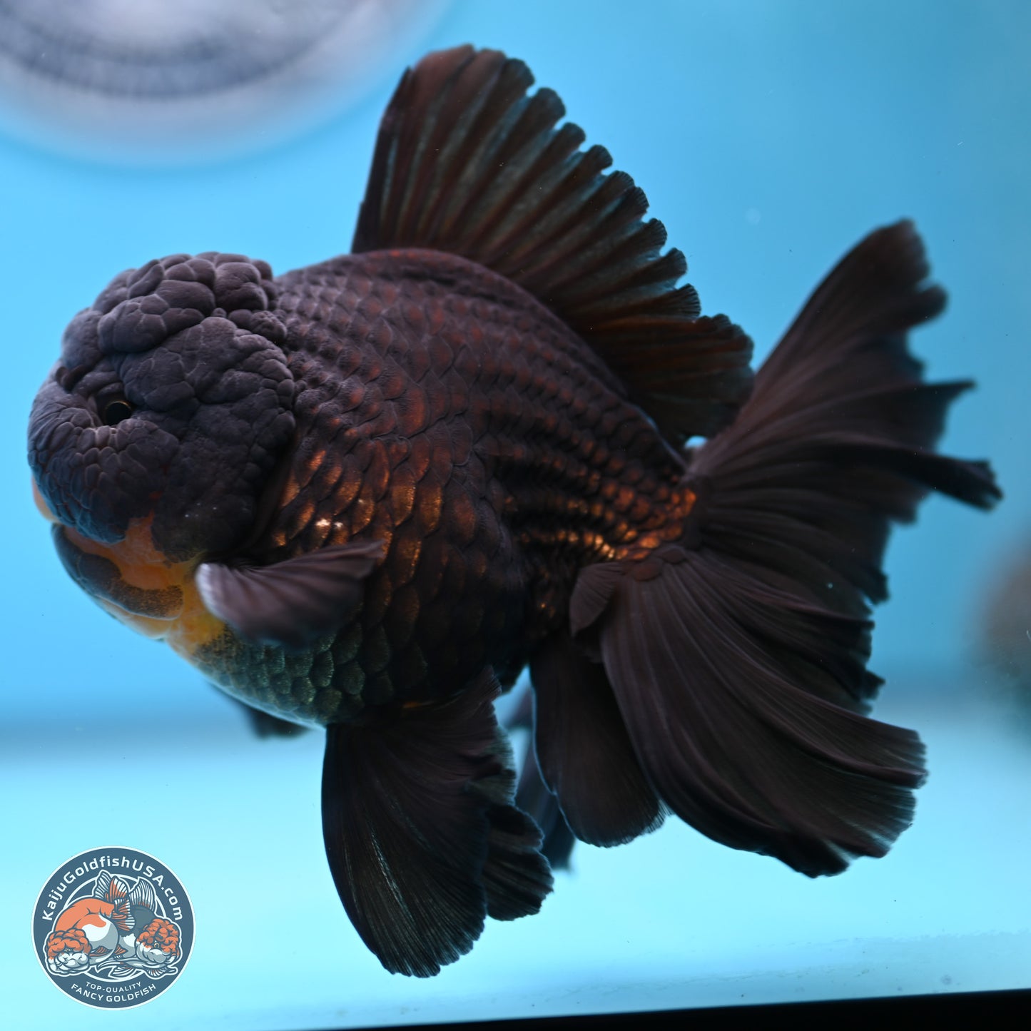 Black Orchid Tail Oranda 3.5 inches Body - Male (250228_OR02)