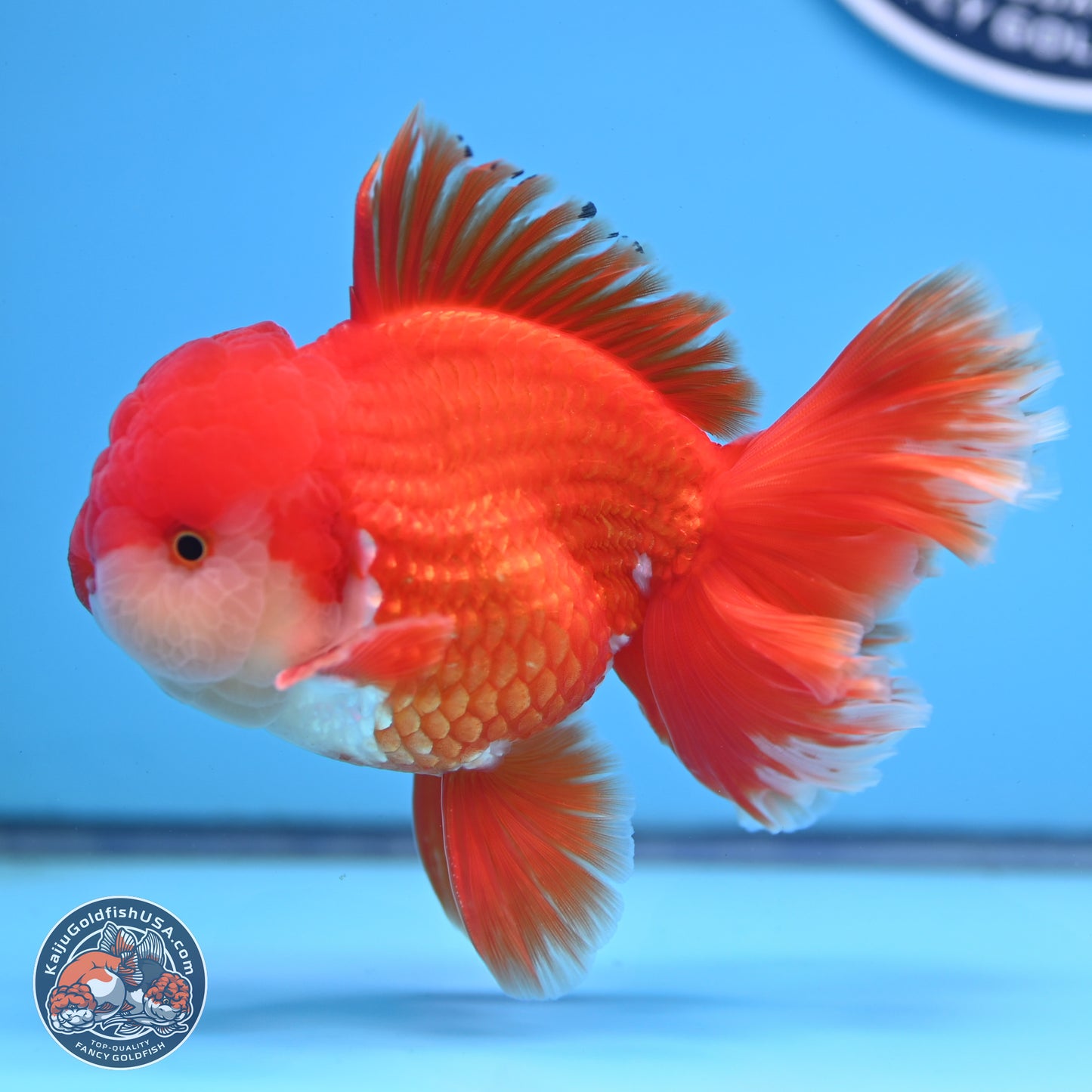 Red White Rose Tail Oranda 3.8 inches Body - Male (250314_OR02)