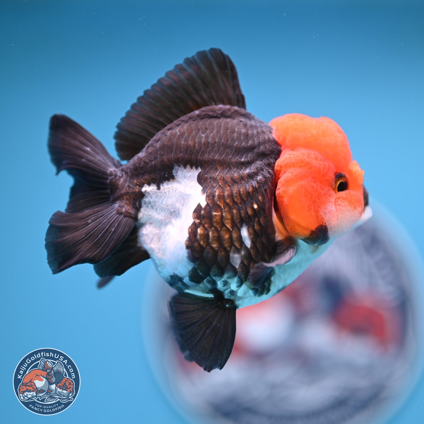 Tricolor Oranda 4 inches (241018_OR02) - Kaiju Goldfish USA