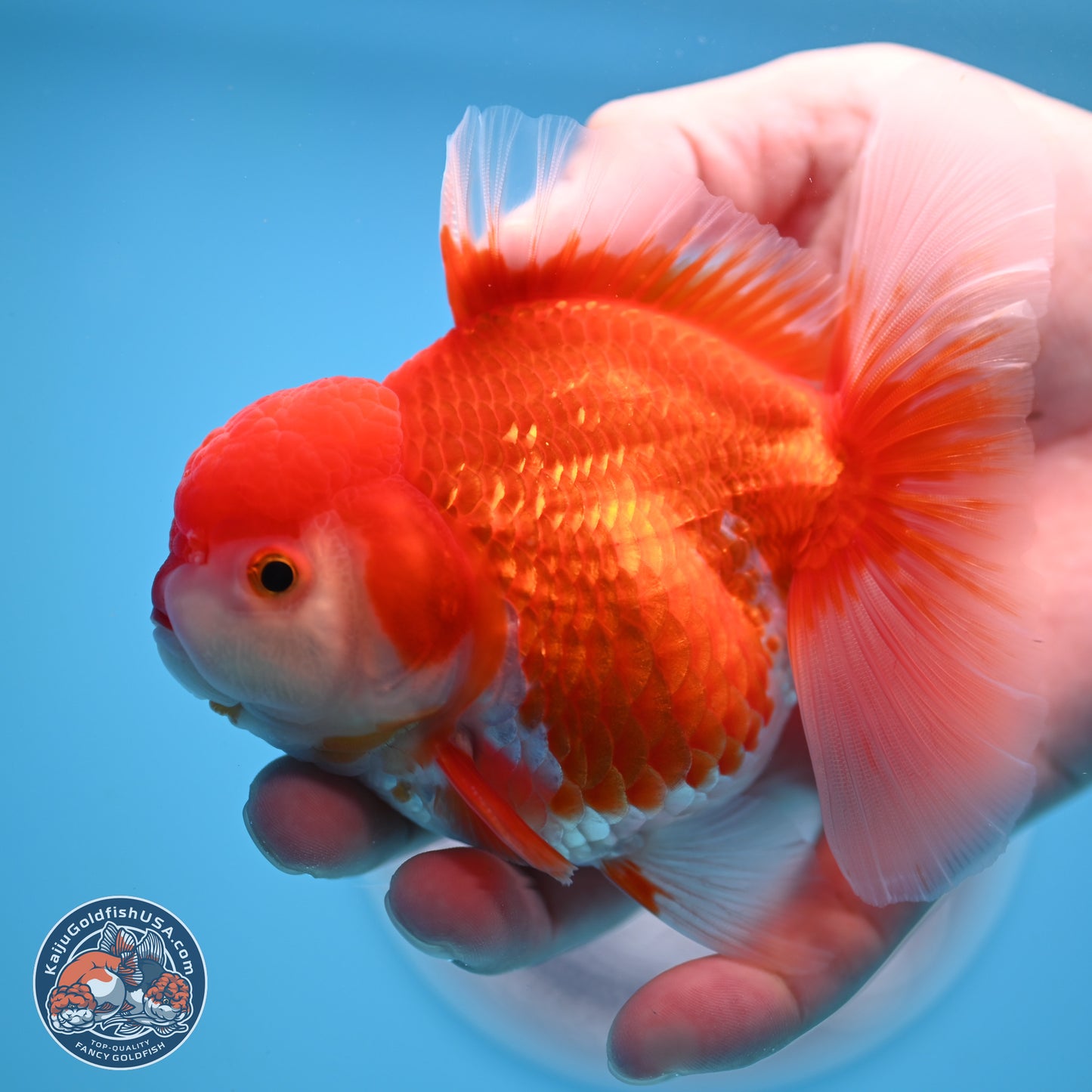 Shogun Red White Rose Tail Oranda 3.5 inches Body - Male (250328_OR02)