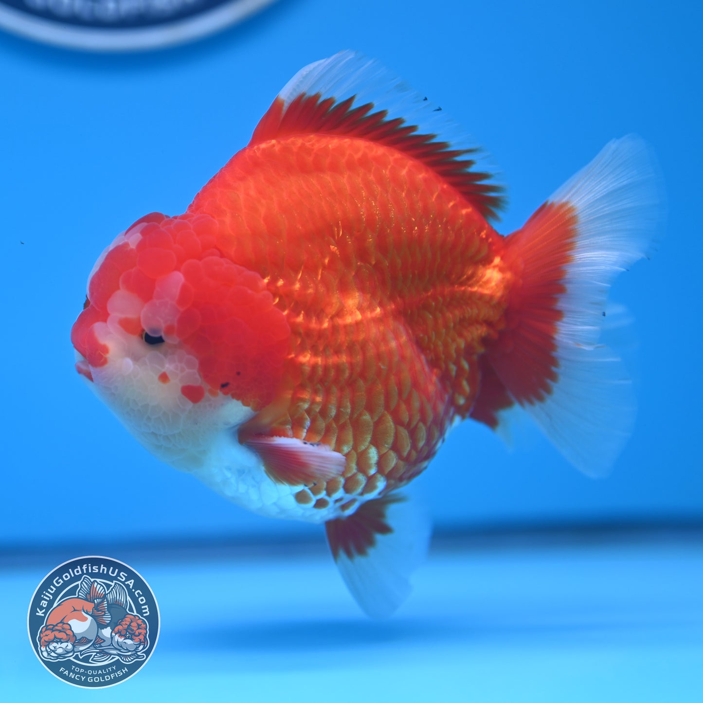 Red White Oranda 3.8 inches Body (250530_OR02)
