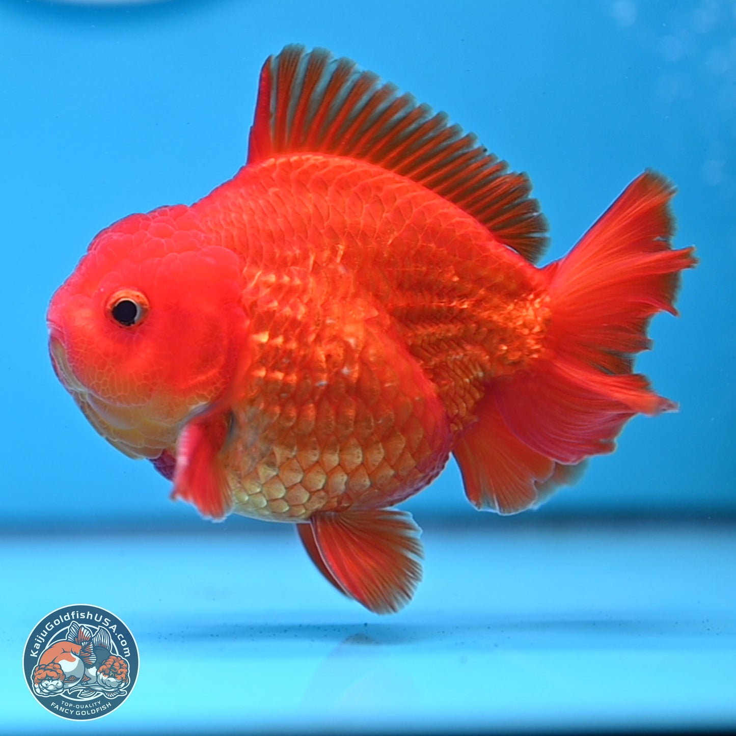 Classic Red YuanBao Oranda 4 inches Body - Male (250307_OR02)