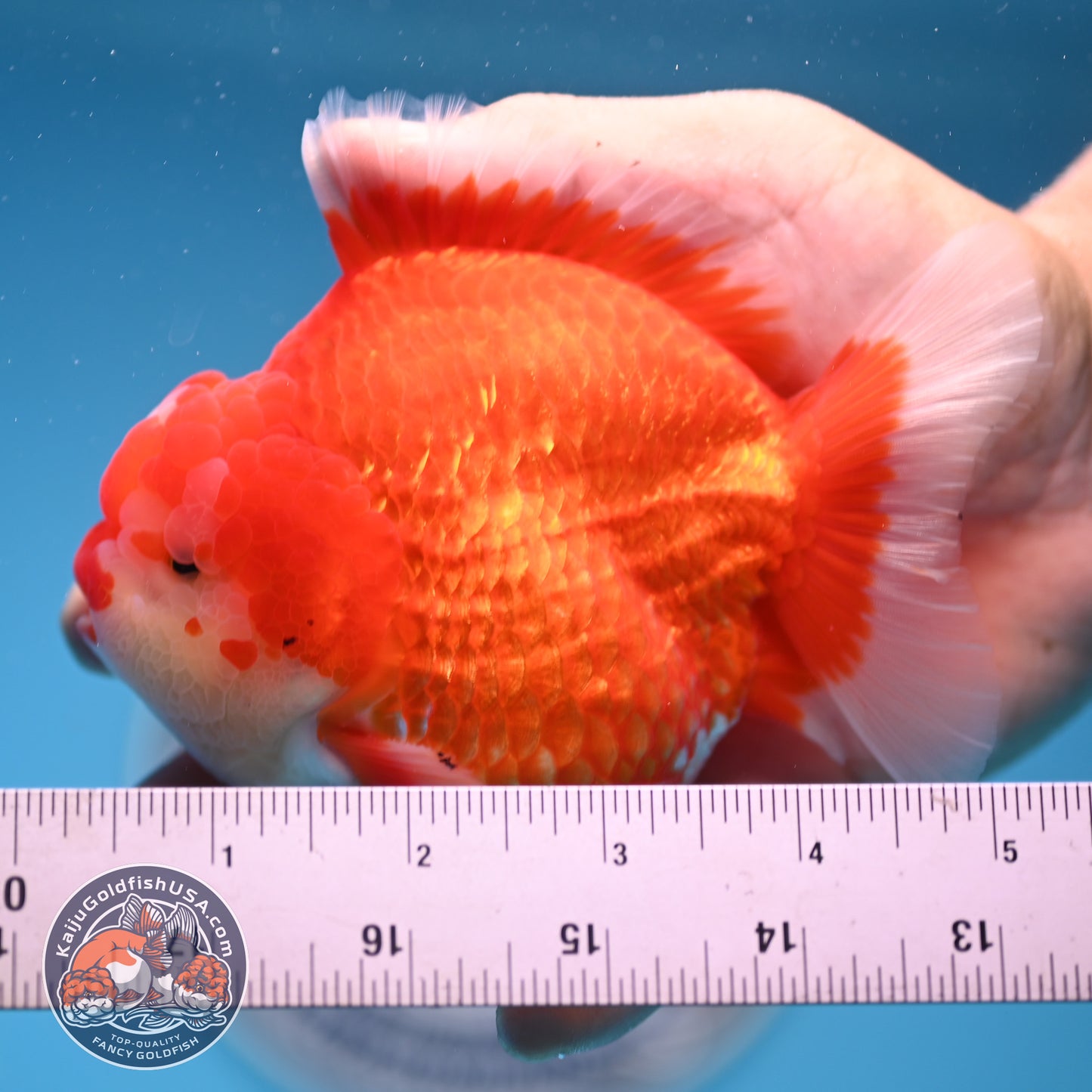 Red White Oranda 3.8 inches Body (250530_OR02)