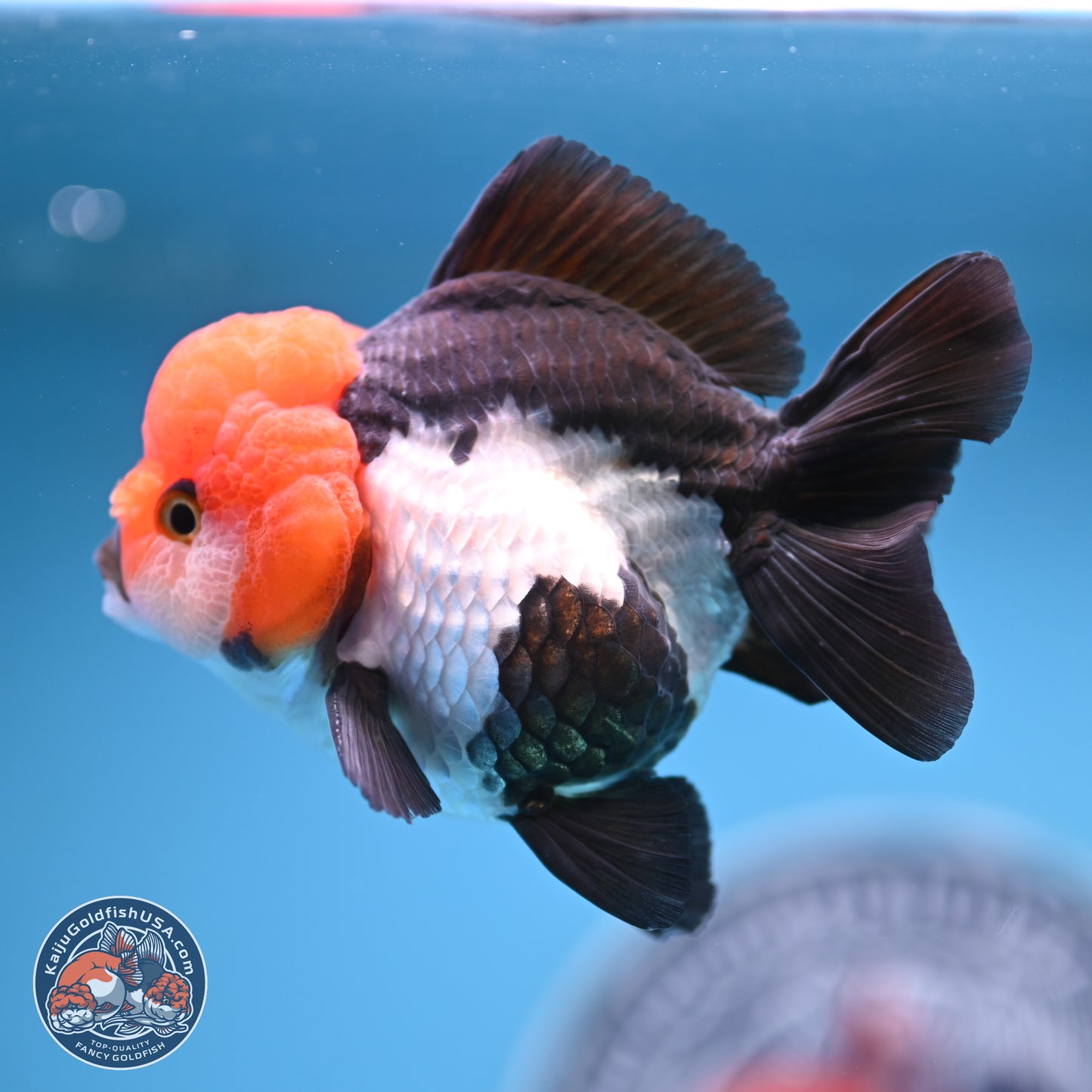Tricolor Oranda 4 inches (241018_OR02) - Kaiju Goldfish USA