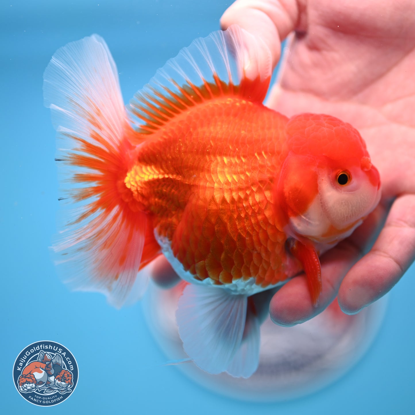 Shogun Red White Rose Tail Oranda 3.5 inches Body - Male (250328_OR02)