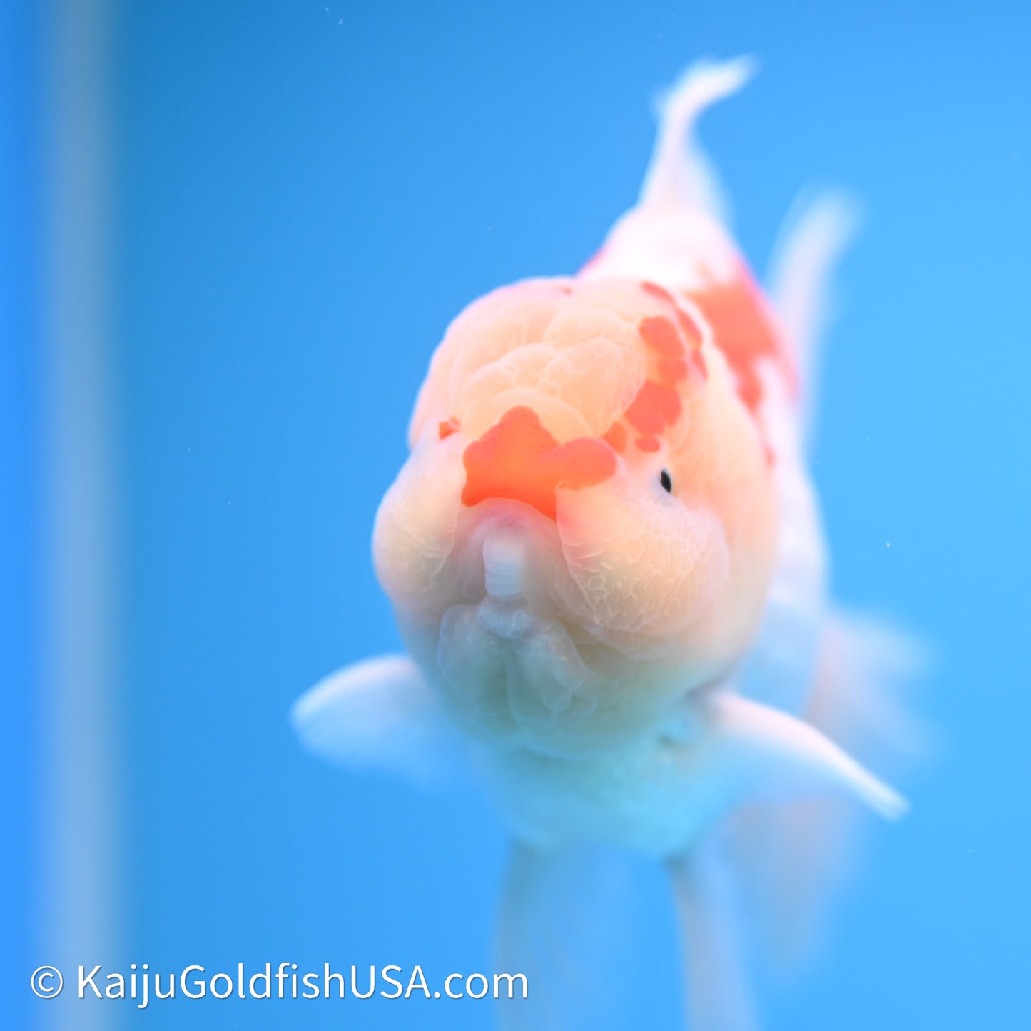 Chicken Face Red White Rose Tail Oranda 4in Body (240621_OR02) - Kaiju Goldfish USA