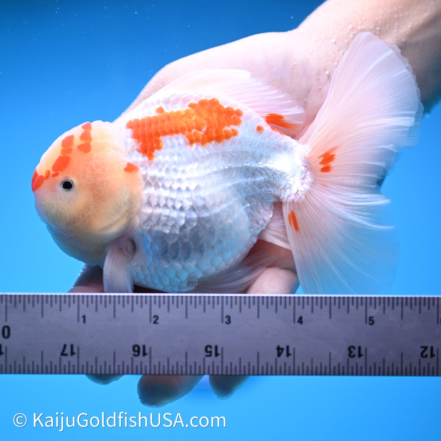 Chicken Face Red White Rose Tail Oranda 4in Body (240621_OR02) - Kaiju Goldfish USA
