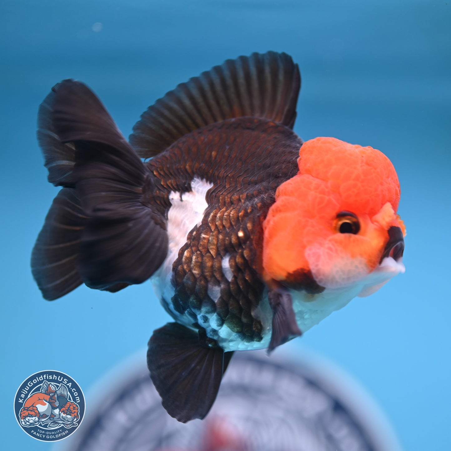 Tricolor Oranda 4 inches (241018_OR02) - Kaiju Goldfish USA