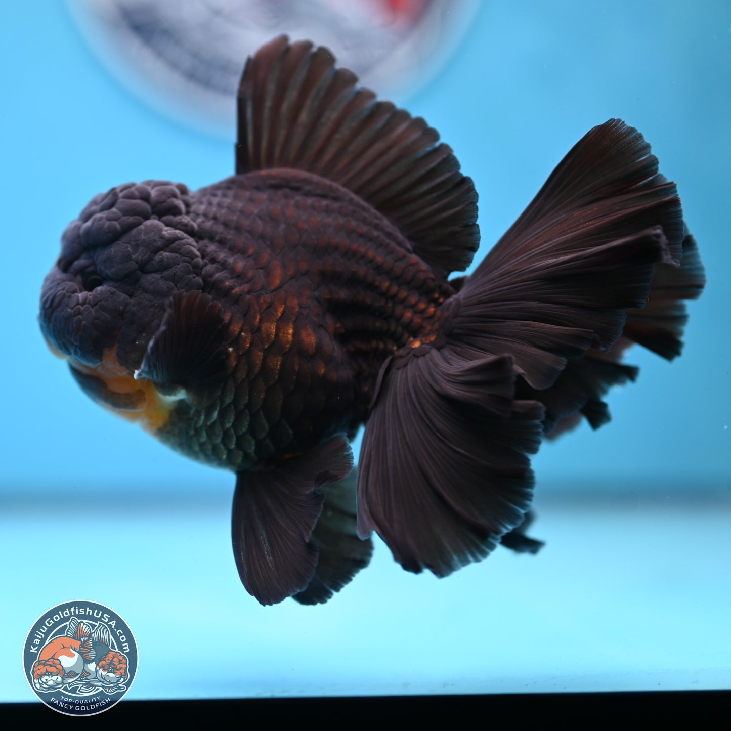 Black Orchid Tail Oranda 3.5 inches Body - Male (250228_OR02)