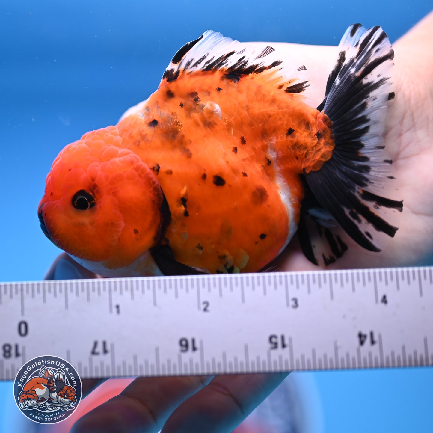 Shogun Tricolor Short Tail Oranda 3.5in Body (240816_OR02) - Kaiju Goldfish USA