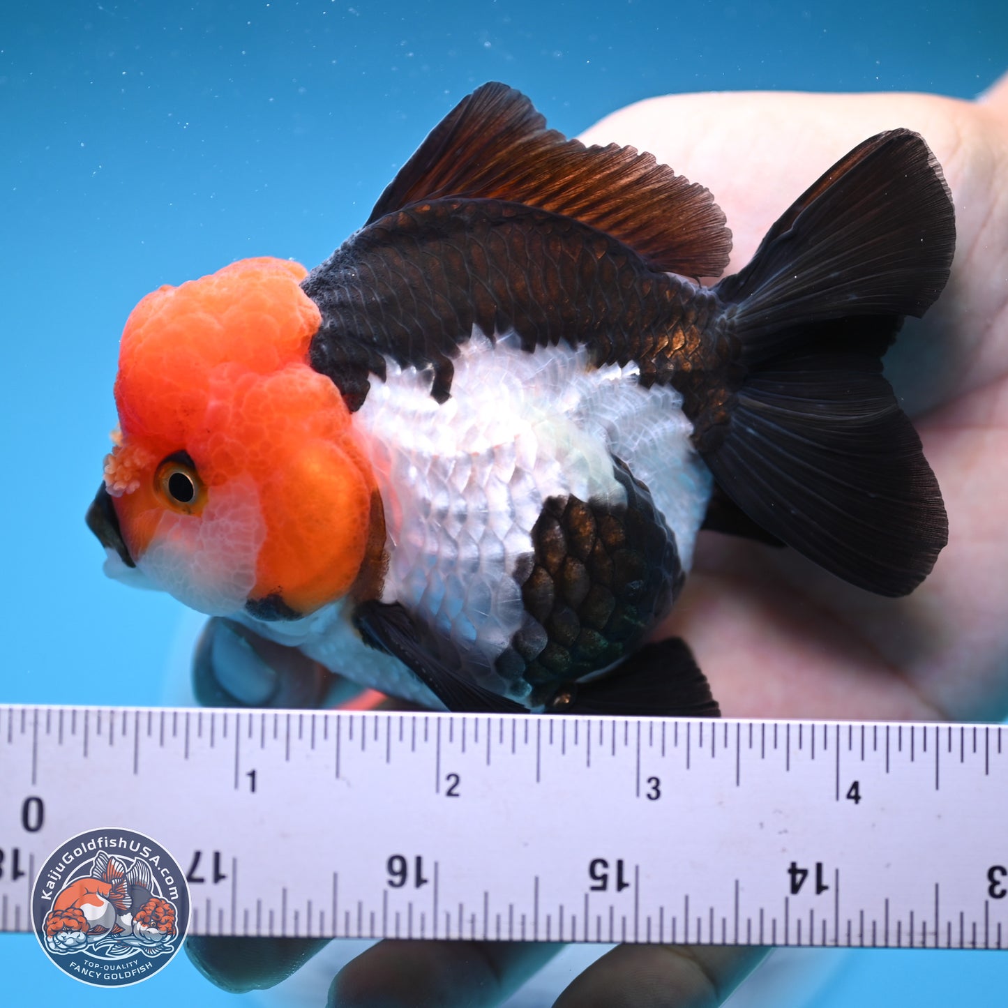 Tricolor Oranda 4 inches (241018_OR02) - Kaiju Goldfish USA