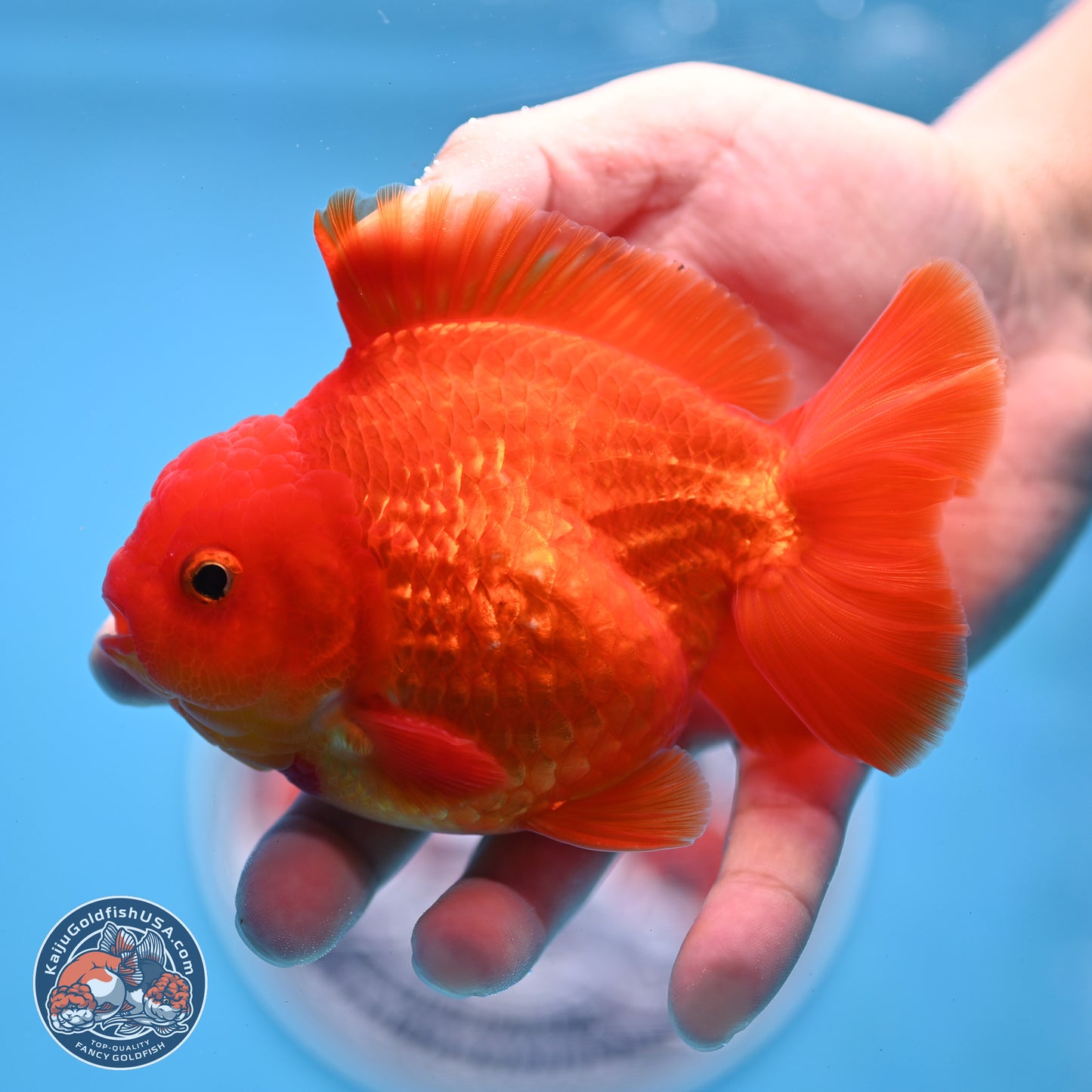 Classic Red YuanBao Oranda 4 inches Body - Male (250307_OR02)