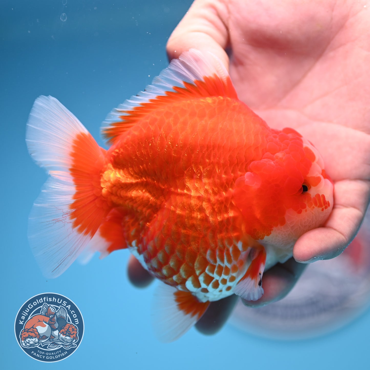 Red White Oranda 3.8 inches Body (250530_OR02)