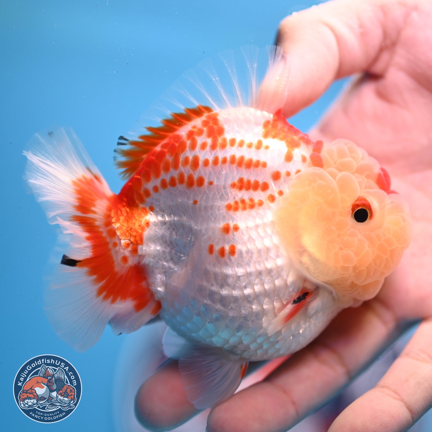 Deer Spot Red White YuanBao Oranda 3.25 inches Body - Male (241227_OR02) - Kaiju Goldfish USA