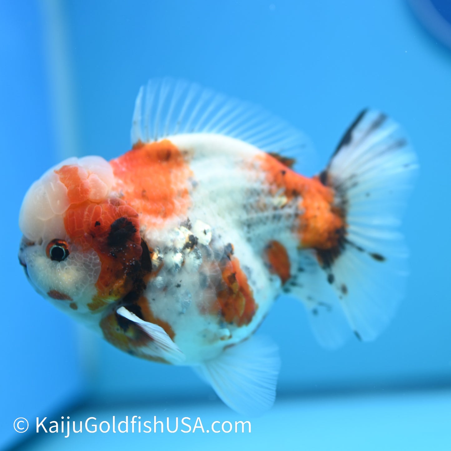Tricolor YuanBao Oranda 4.5-5 inches (240329_OR02) - Kaiju Goldfish USA
