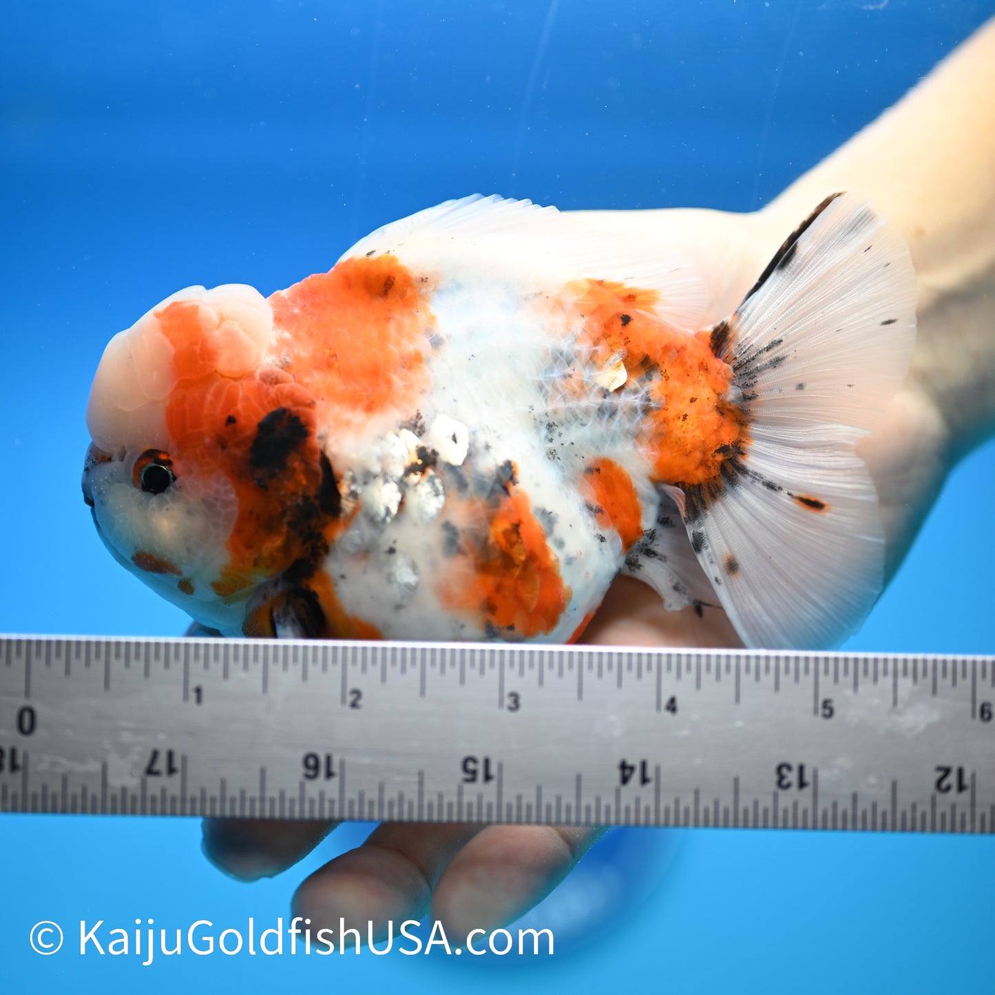 Tricolor YuanBao Oranda 4.5-5 inches (240329_OR02) - Kaiju Goldfish USA