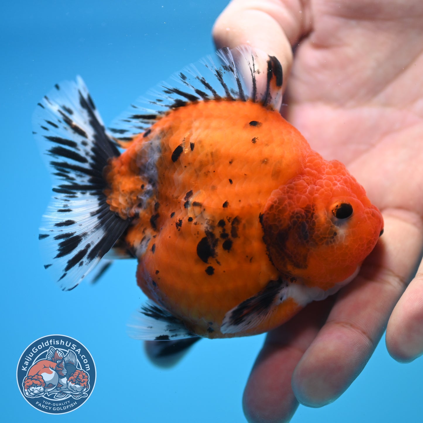 Shogun Calico Oranda 3.5 inch Body (250815_OR02)