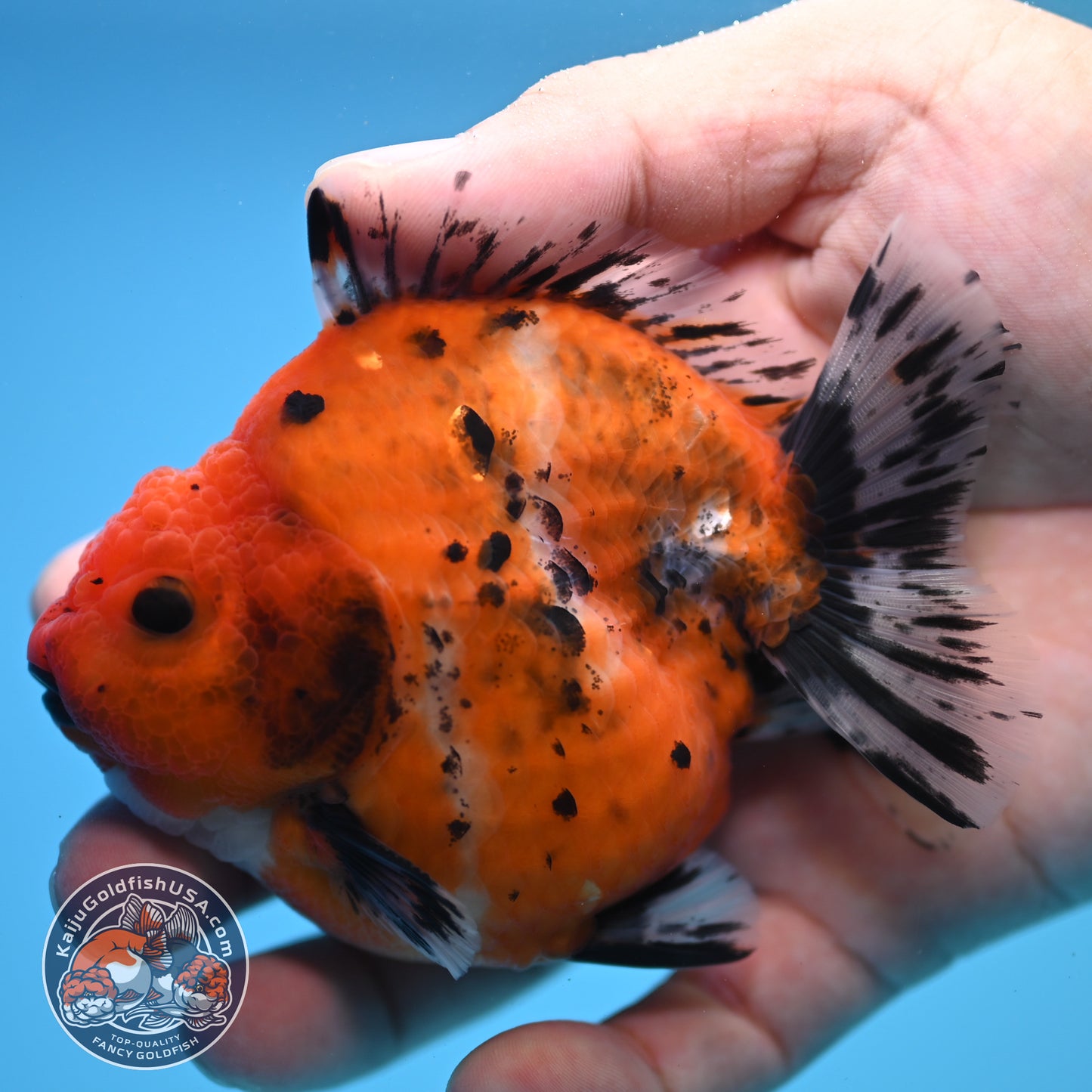 Shogun Calico Oranda 3.5 inch Body (250815_OR02)