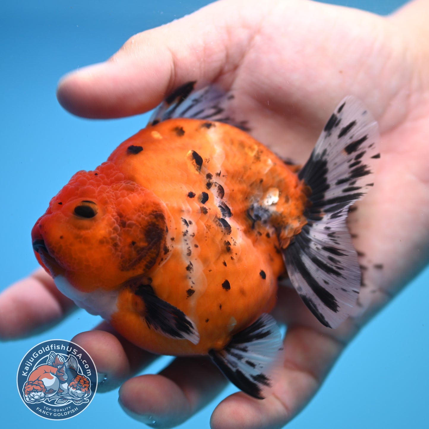 Shogun Calico Oranda 3.5 inch Body (250815_OR02)